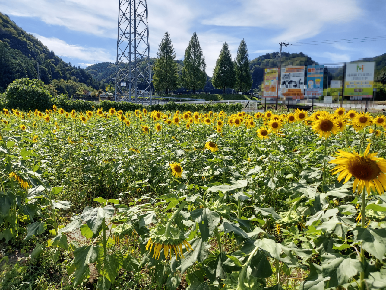 池田町片山北区ひまわり畑