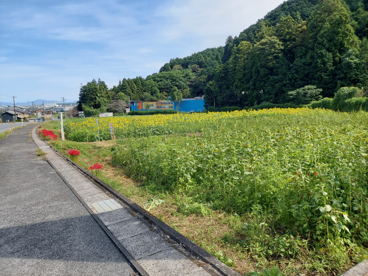 池田町片山北区ひまわり畑