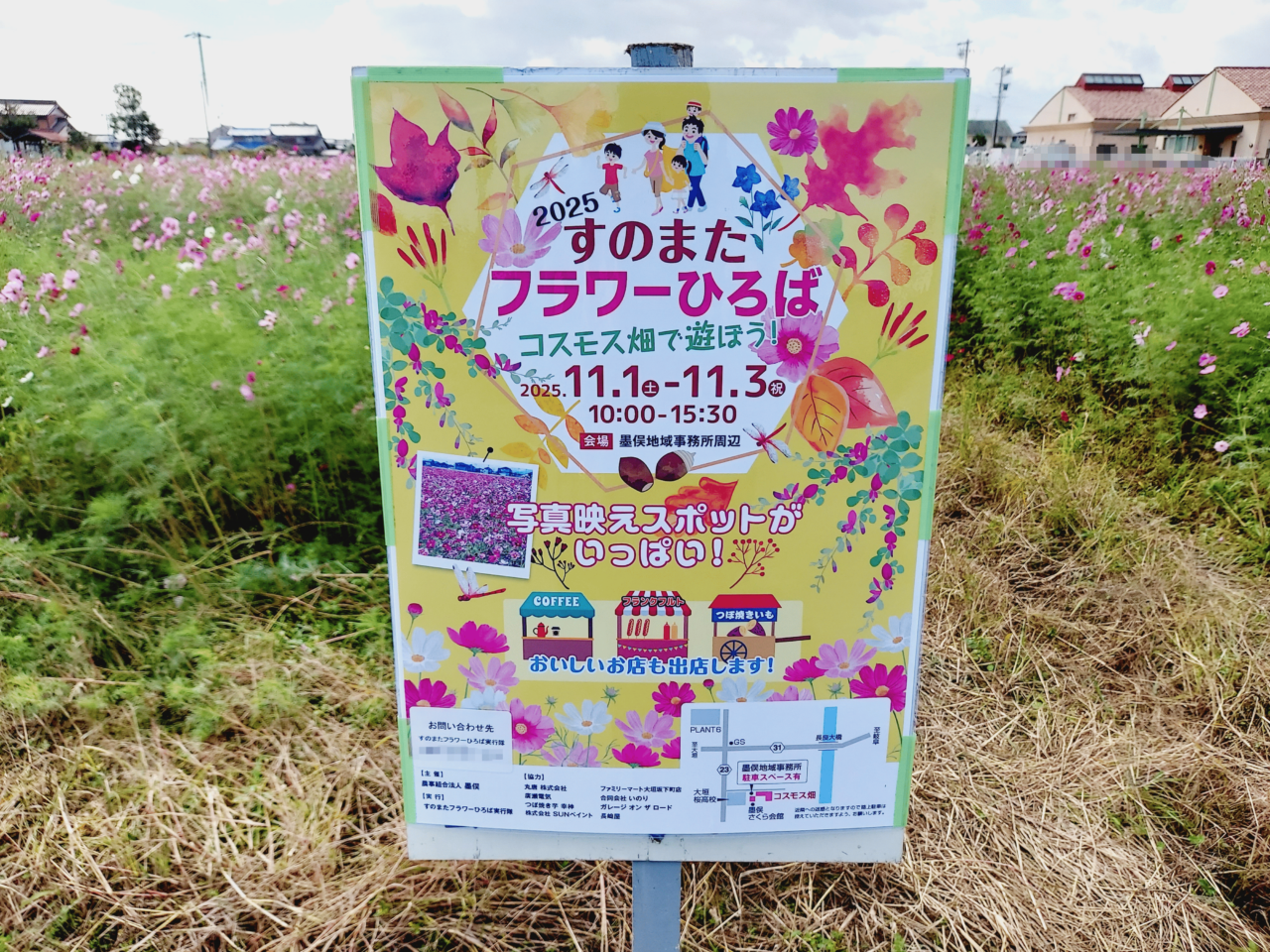 コスモス畑墨俣