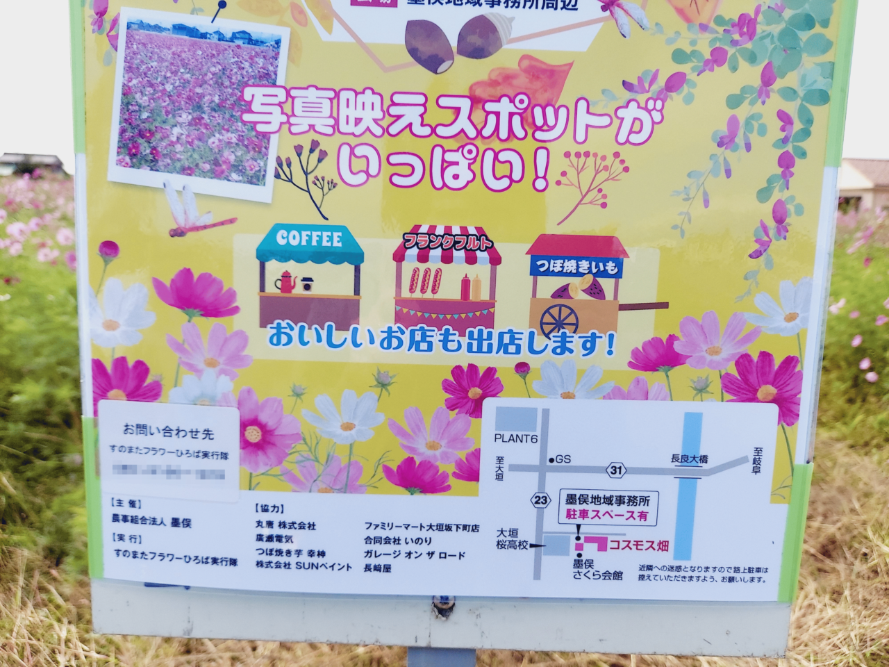 コスモス畑墨俣