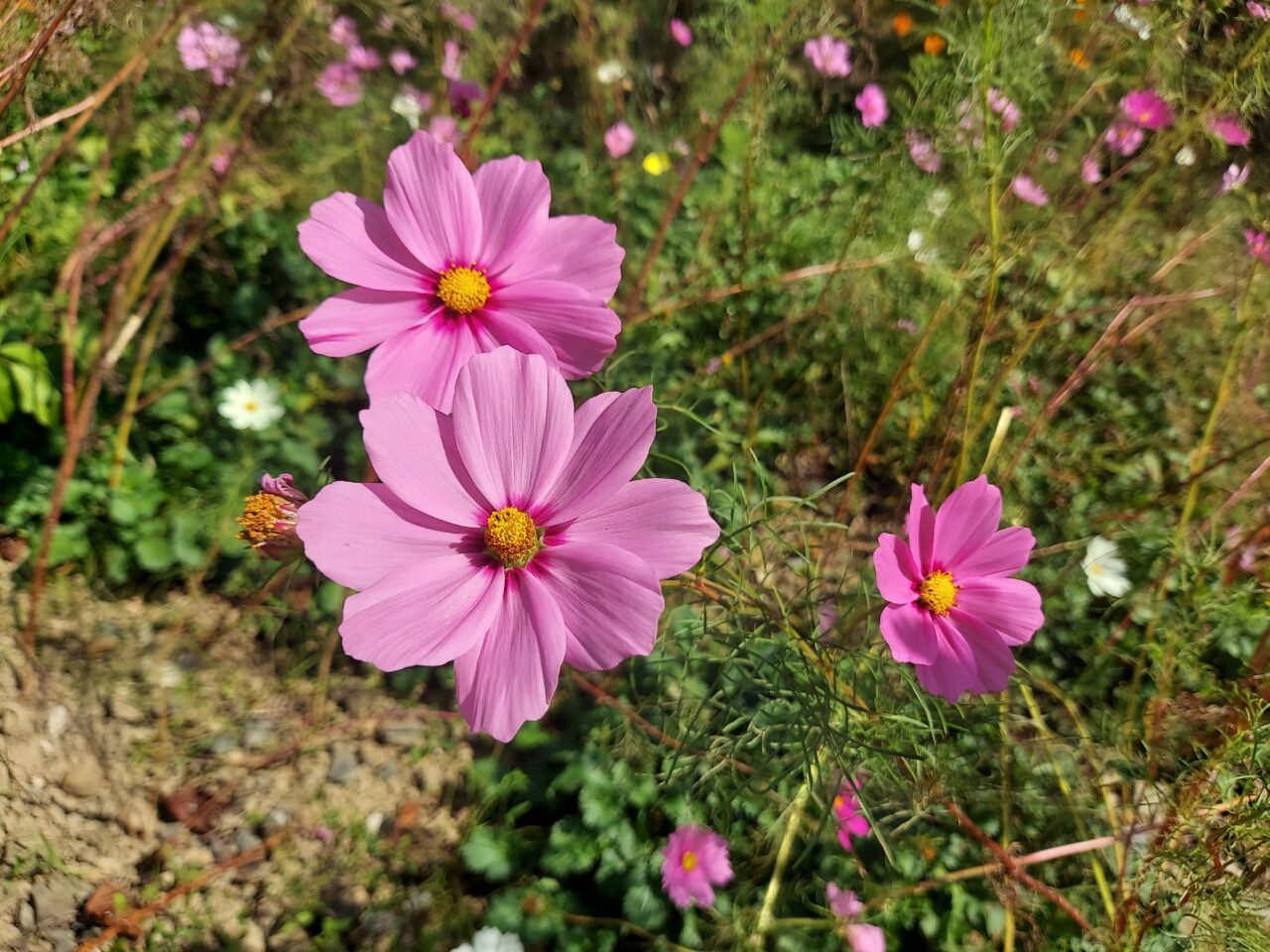 大島堤サイクリングロード