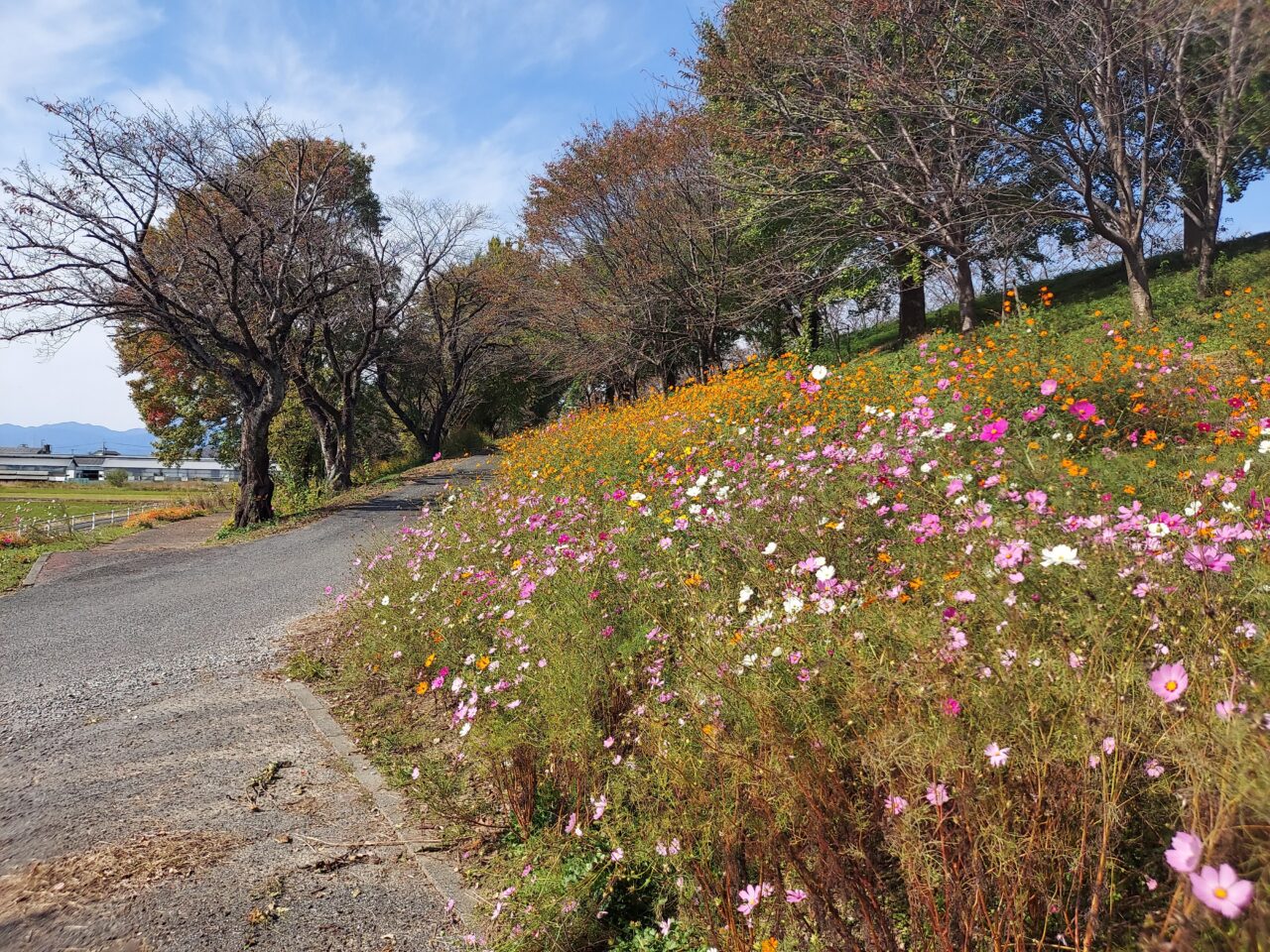 大島堤サイクリングロード