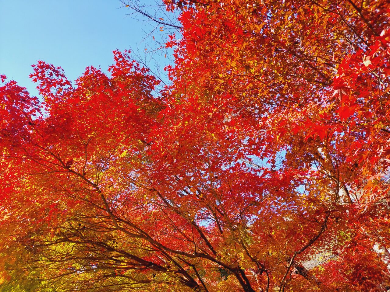 多良峡森林公園