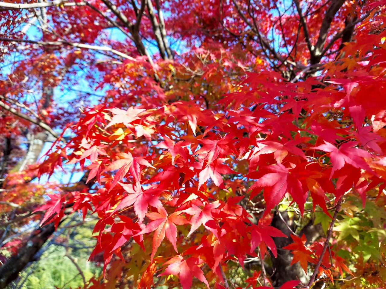 多良峡森林公園