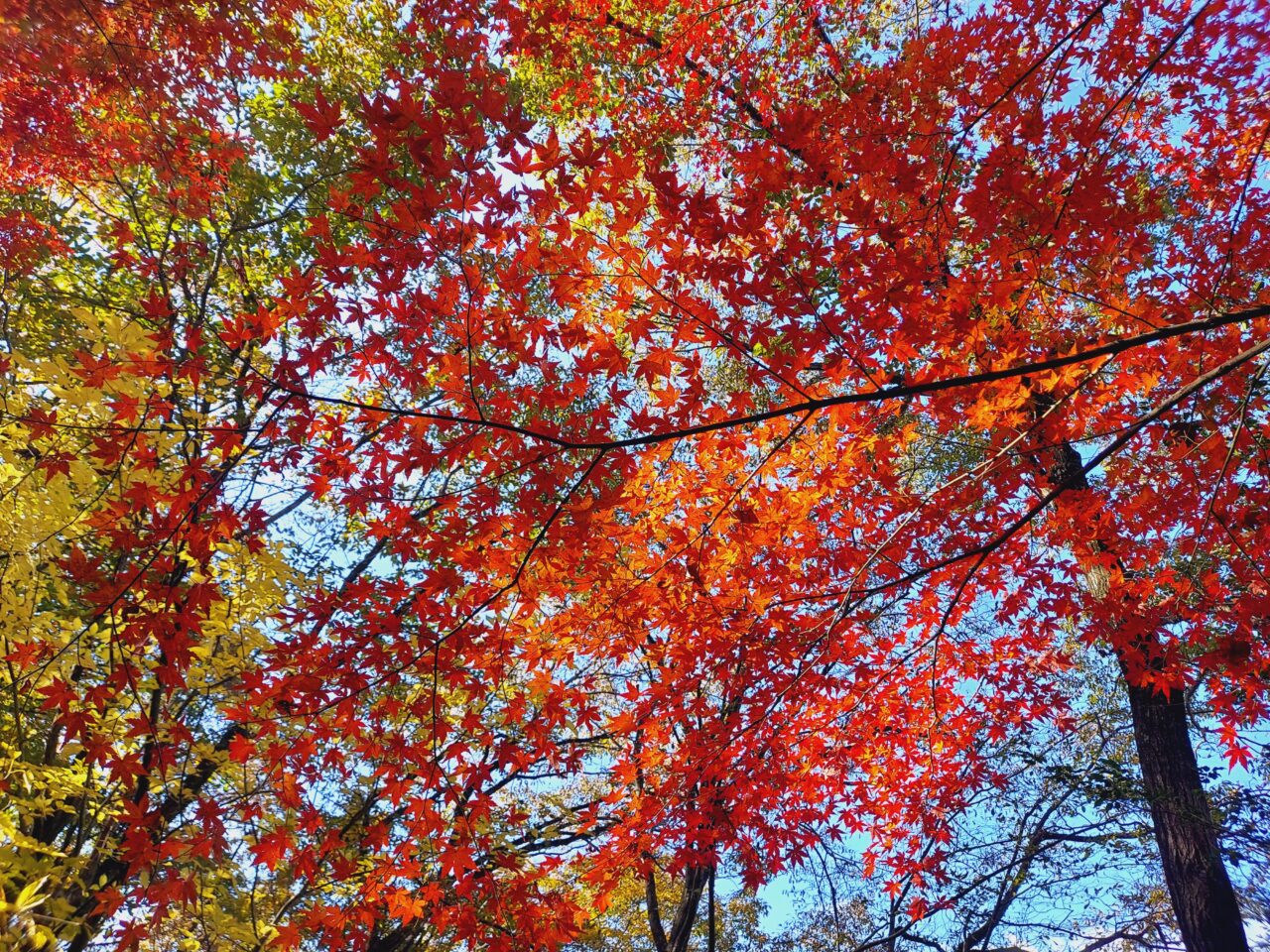 大垣市かみいしづ緑の村公園