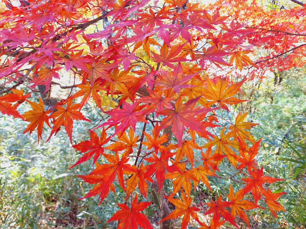 大垣市かみいしづ緑の村公園
