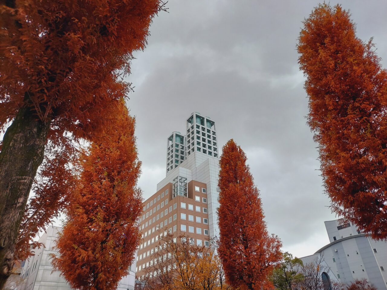 ソフトピアジャパンメタセコイヤ並木