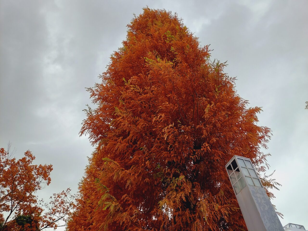 ソフトピアジャパンメタセコイヤ並木