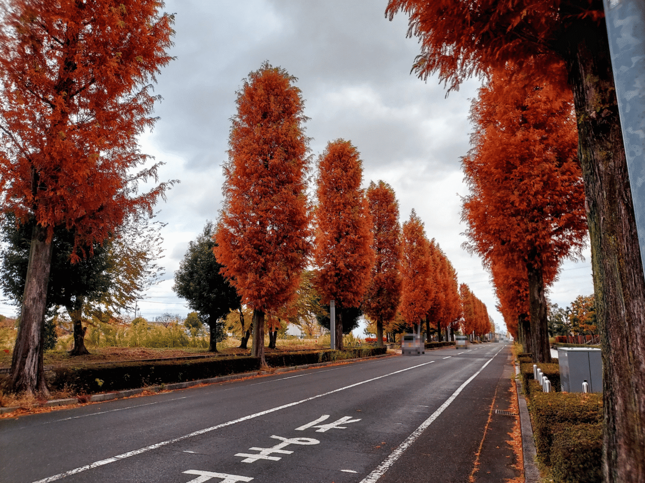 ソフトピアジャパンメタセコイヤ並木