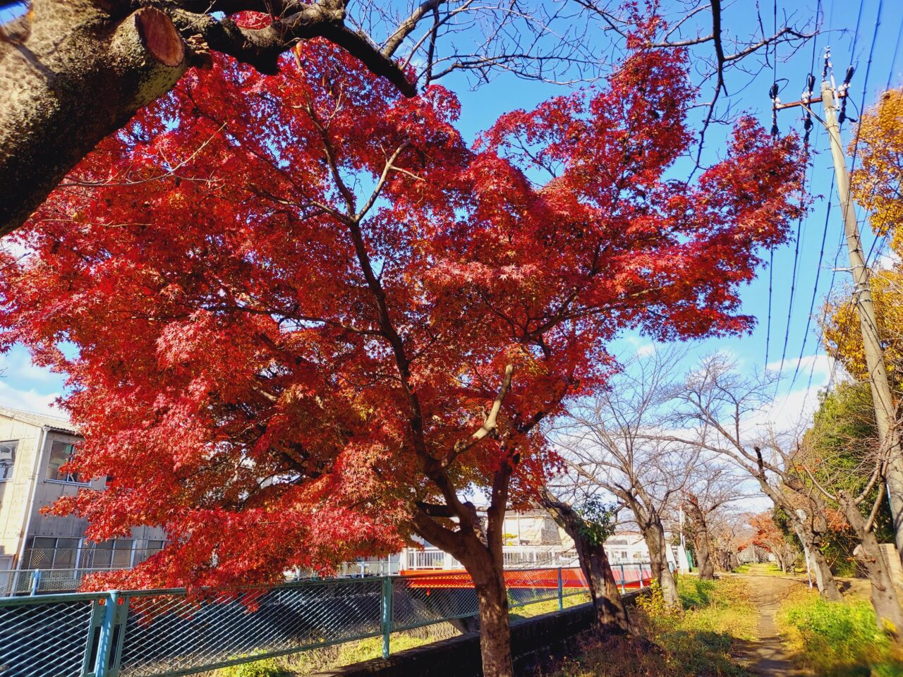 大垣市】12月でもまだまだ紅葉が楽しめる！「東公園」へ行ってきました