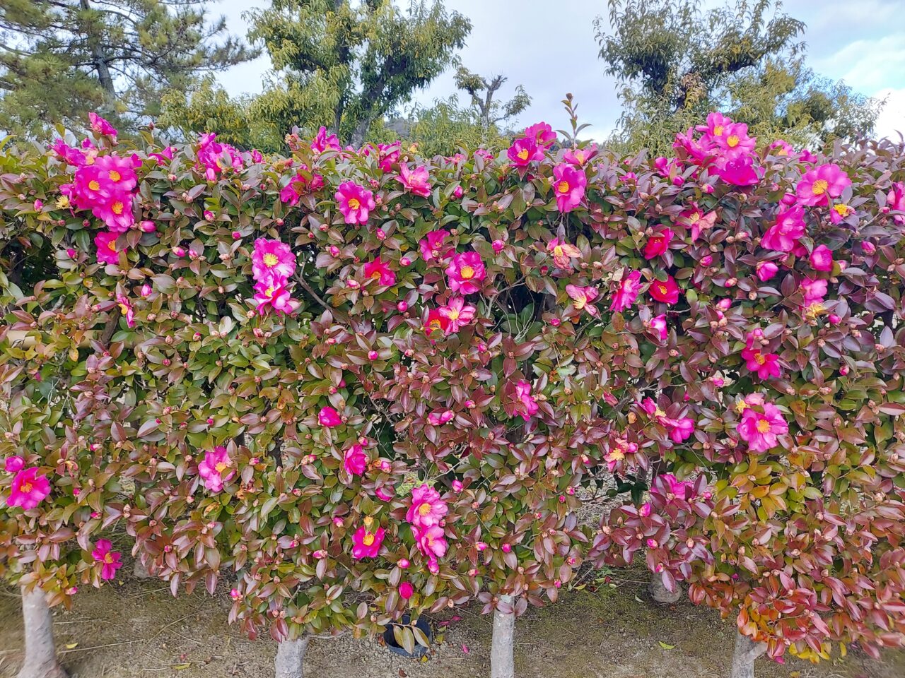 史跡美濃国分寺跡