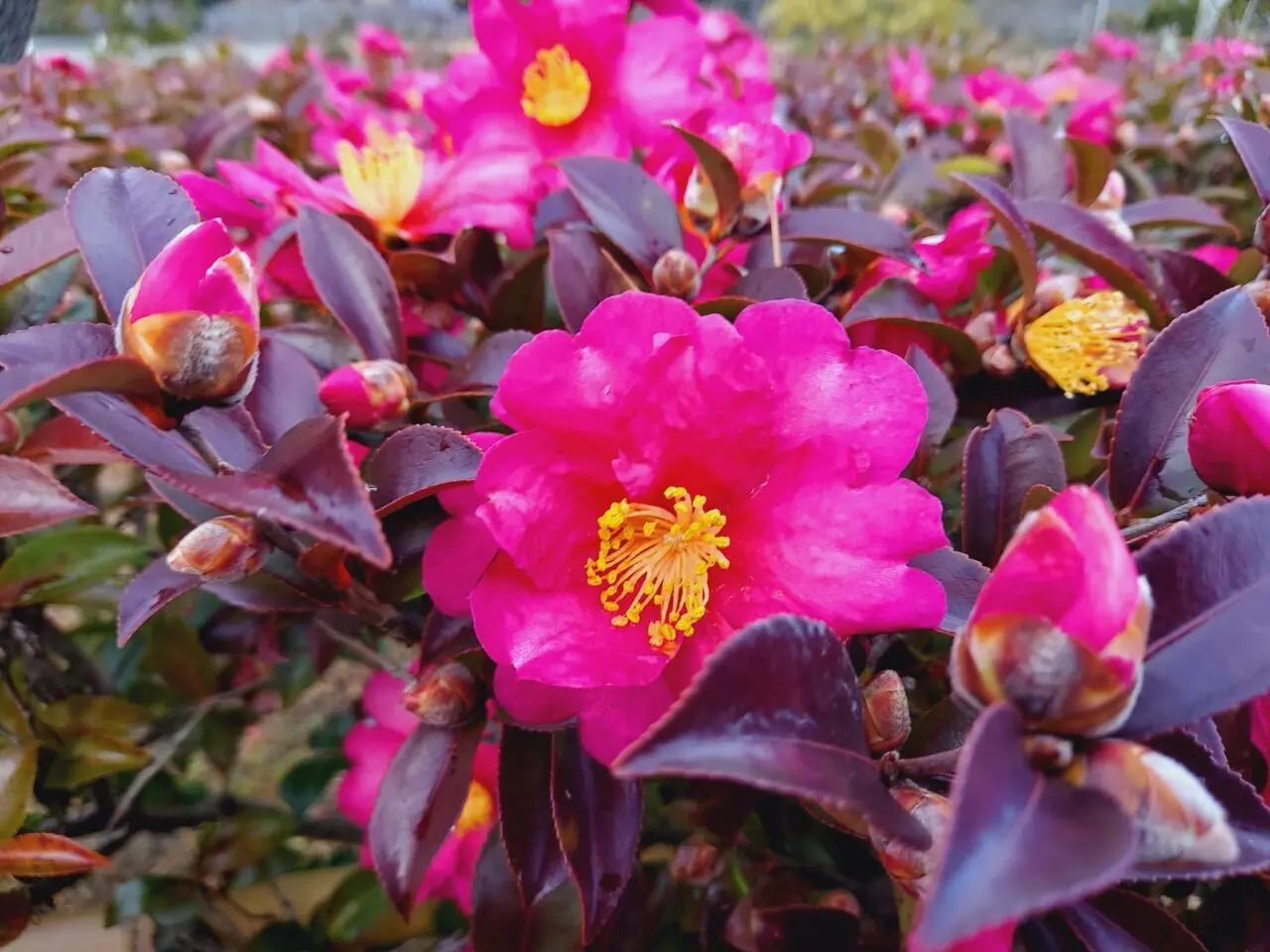 史跡美濃国分寺跡