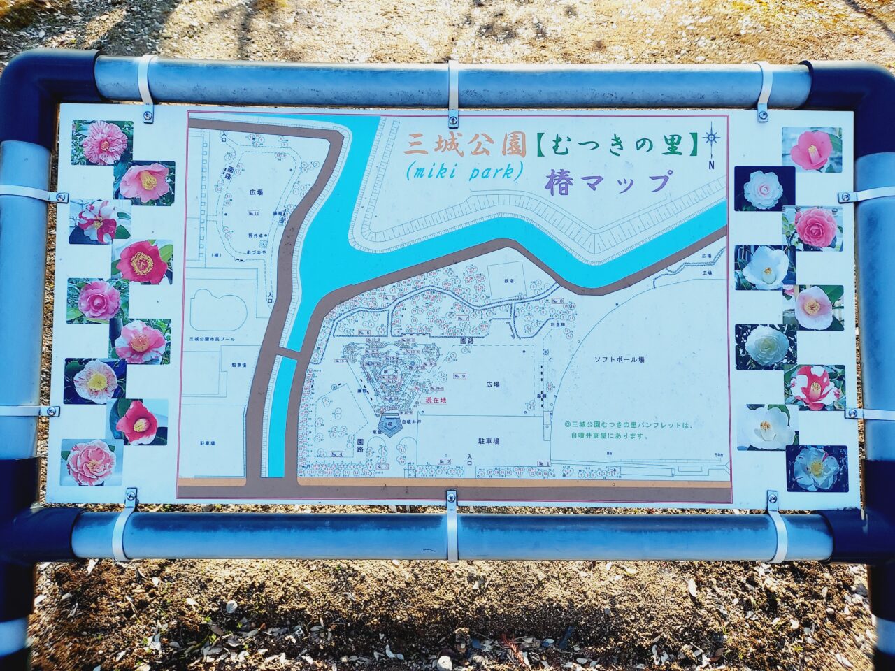 三城公園椿