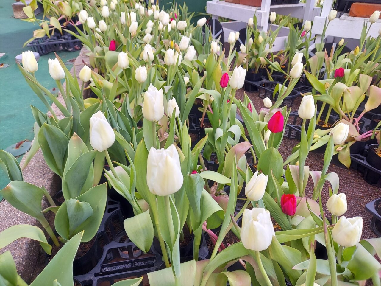 木曽三川公園センターアイスチューリップ