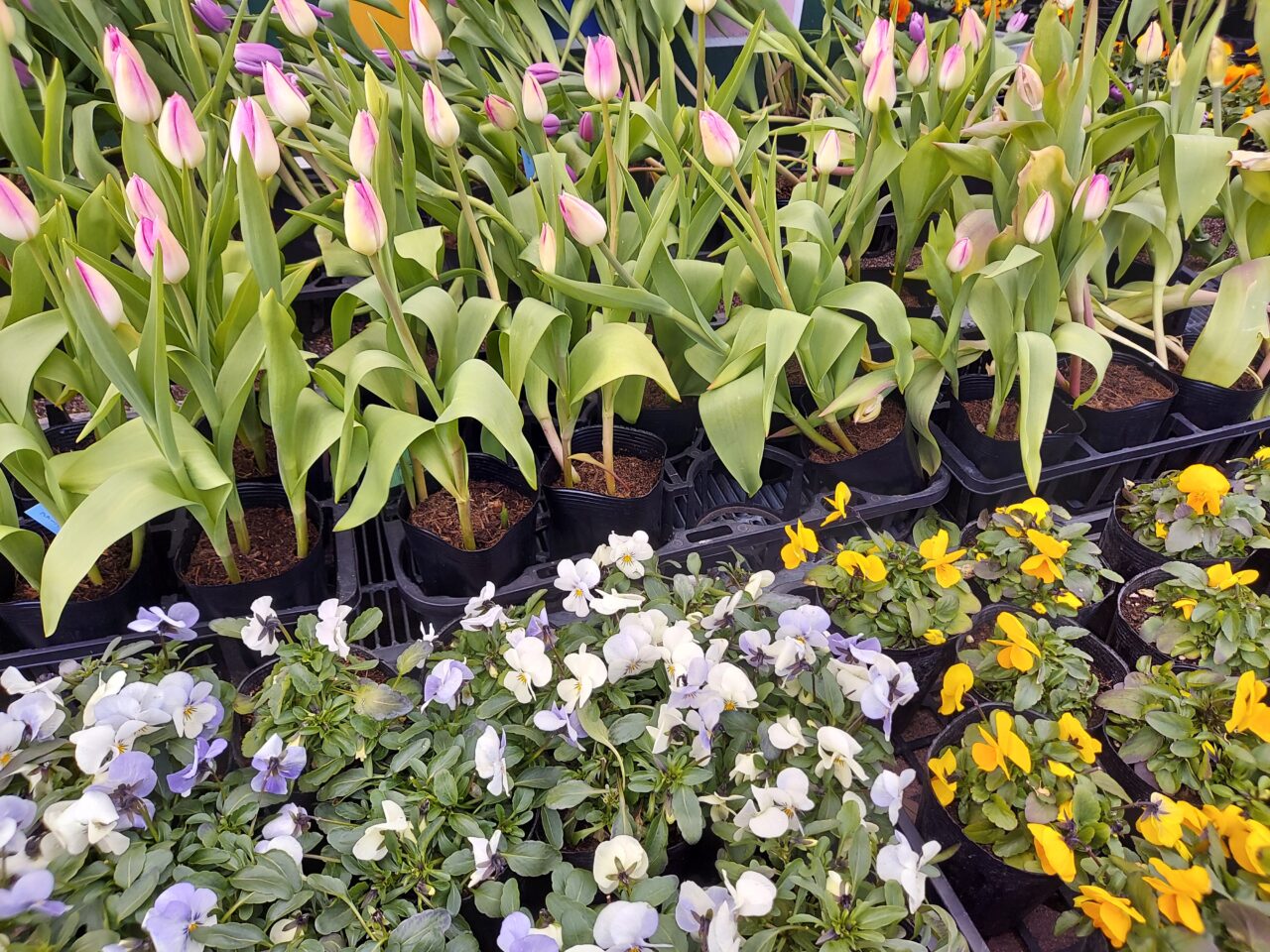 木曽三川公園センターアイスチューリップ