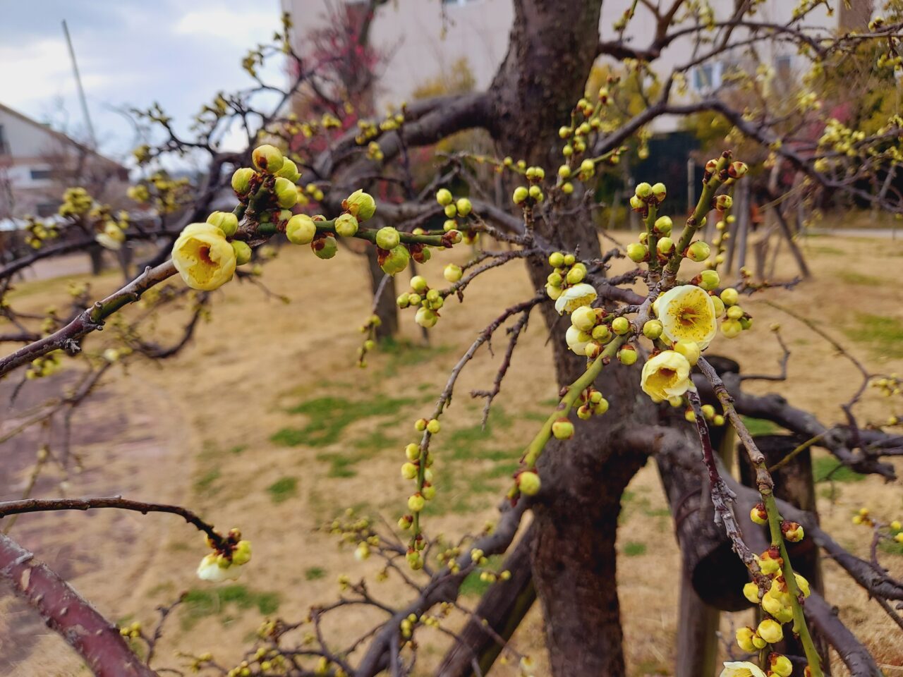 大垣東公園梅