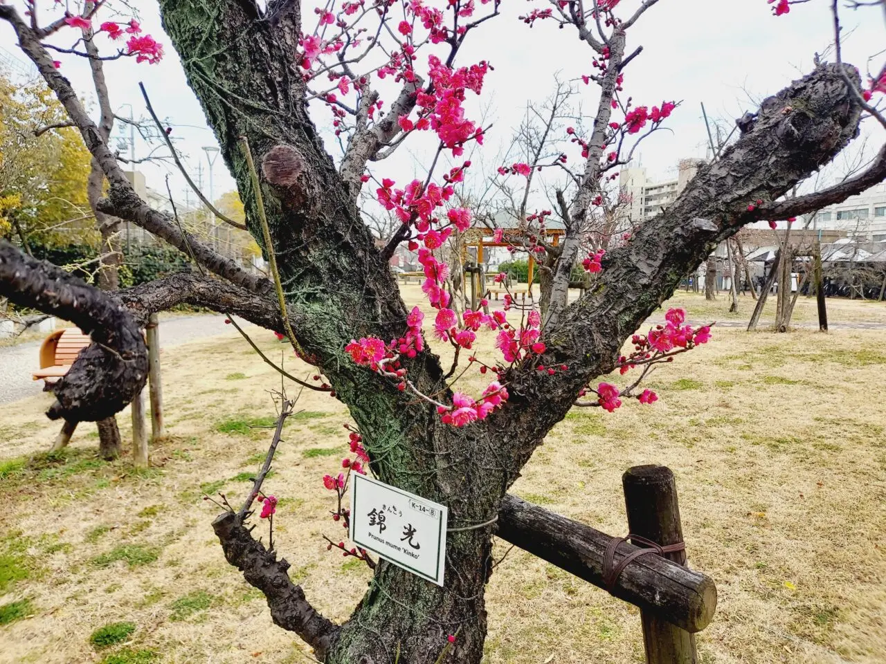 大垣東公園梅