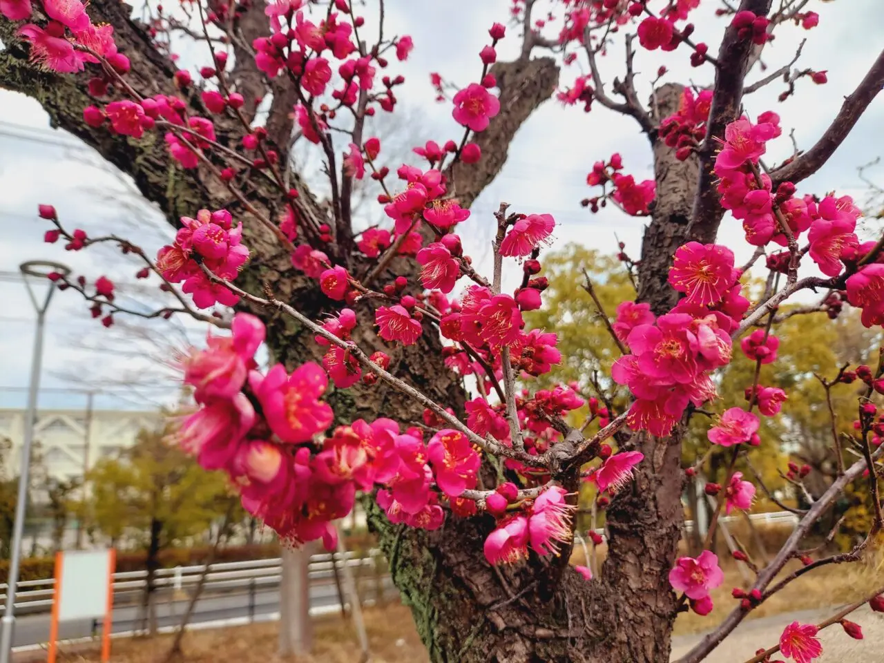 大垣東公園梅