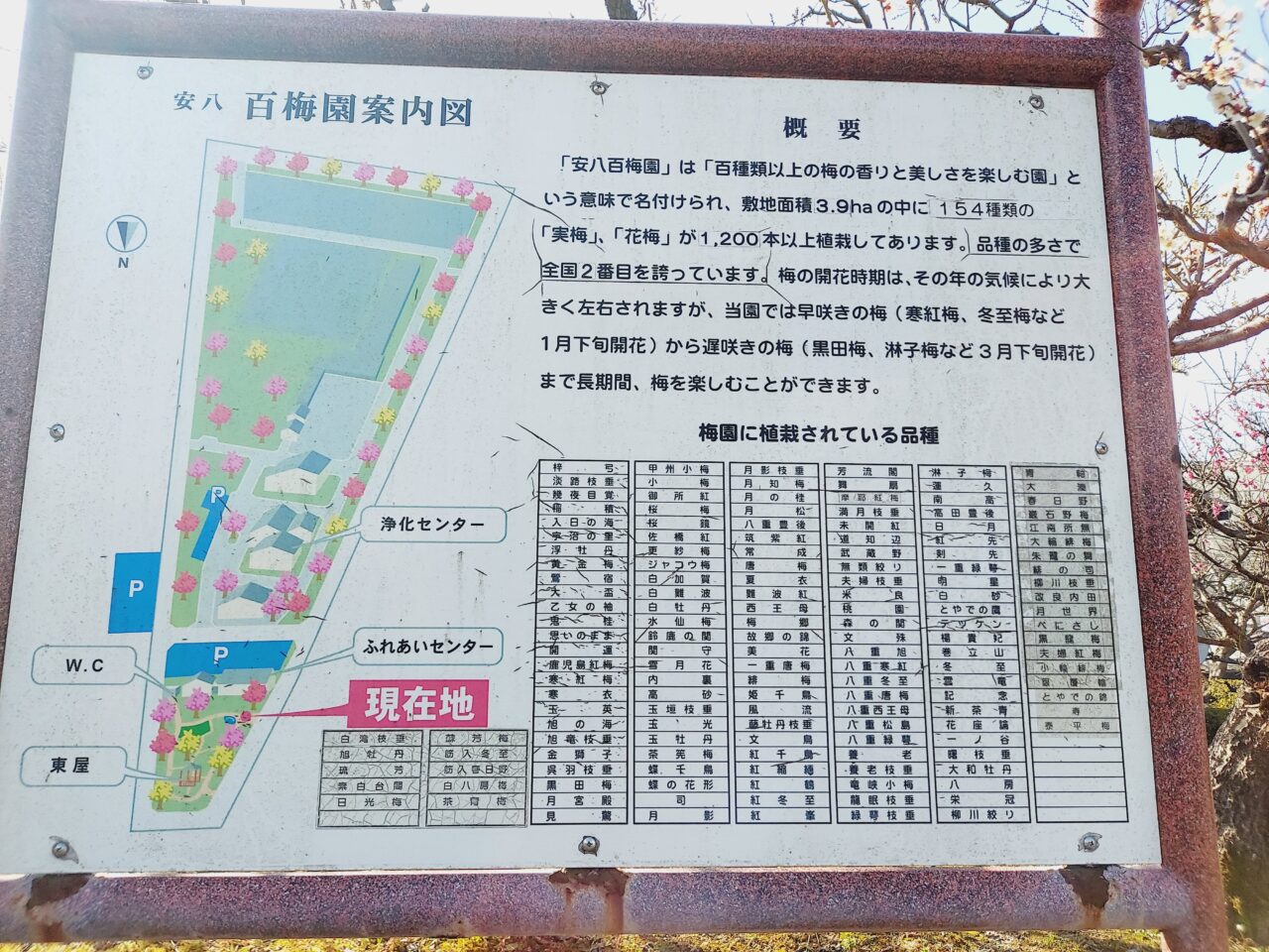 安八百梅園