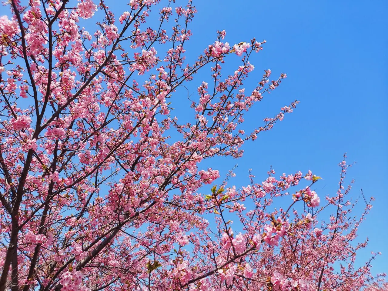 杭瀬川スポーツ公園