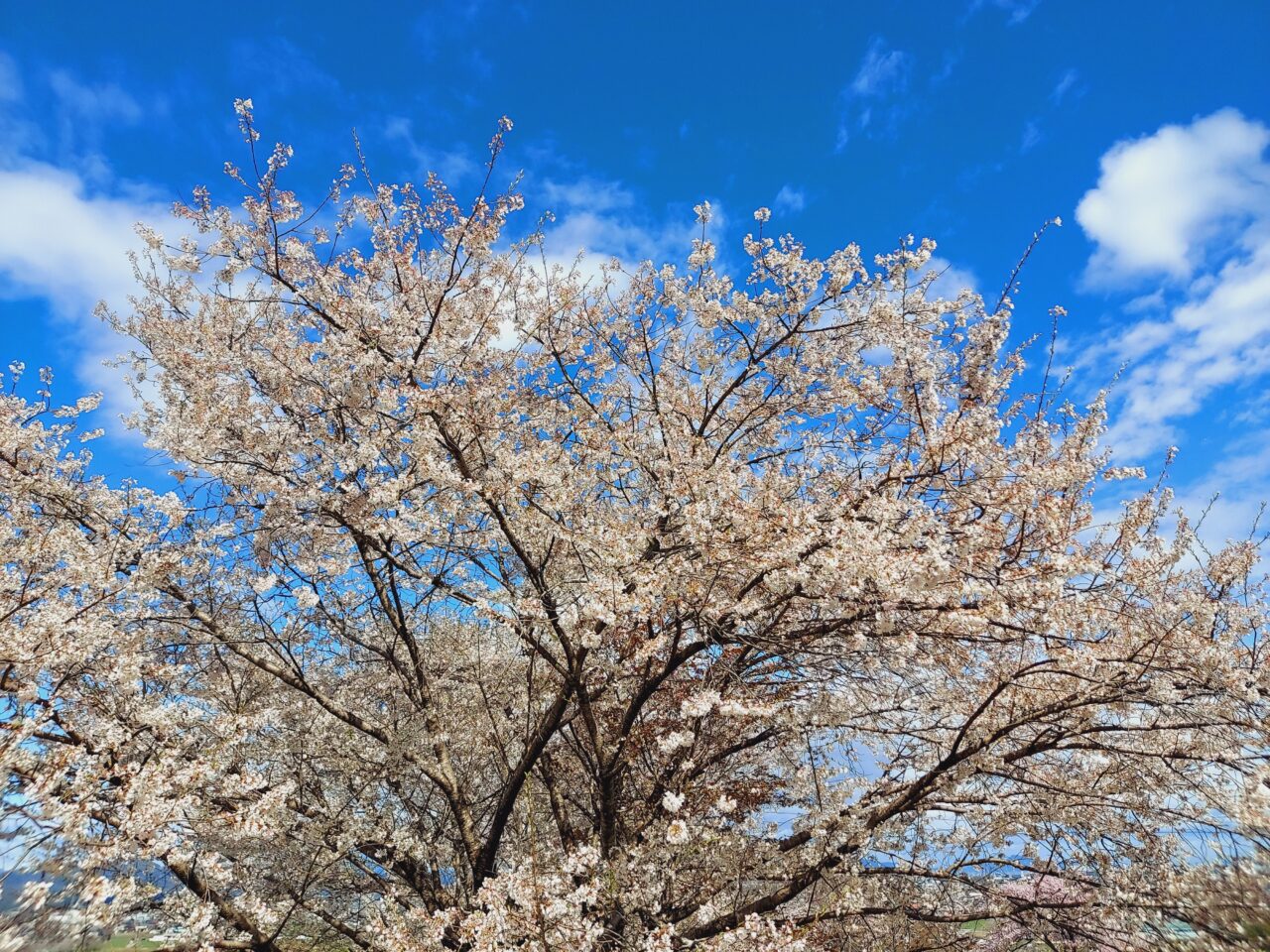 霞間ヶ渓桜