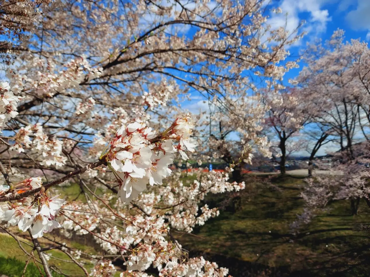 霞間ヶ渓桜