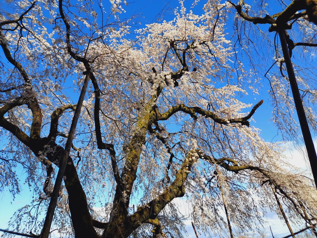 霞間ヶ渓桜