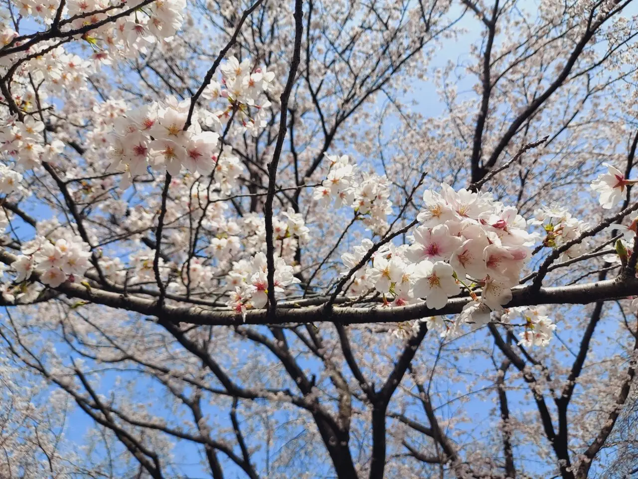 大島堤防さくら2026