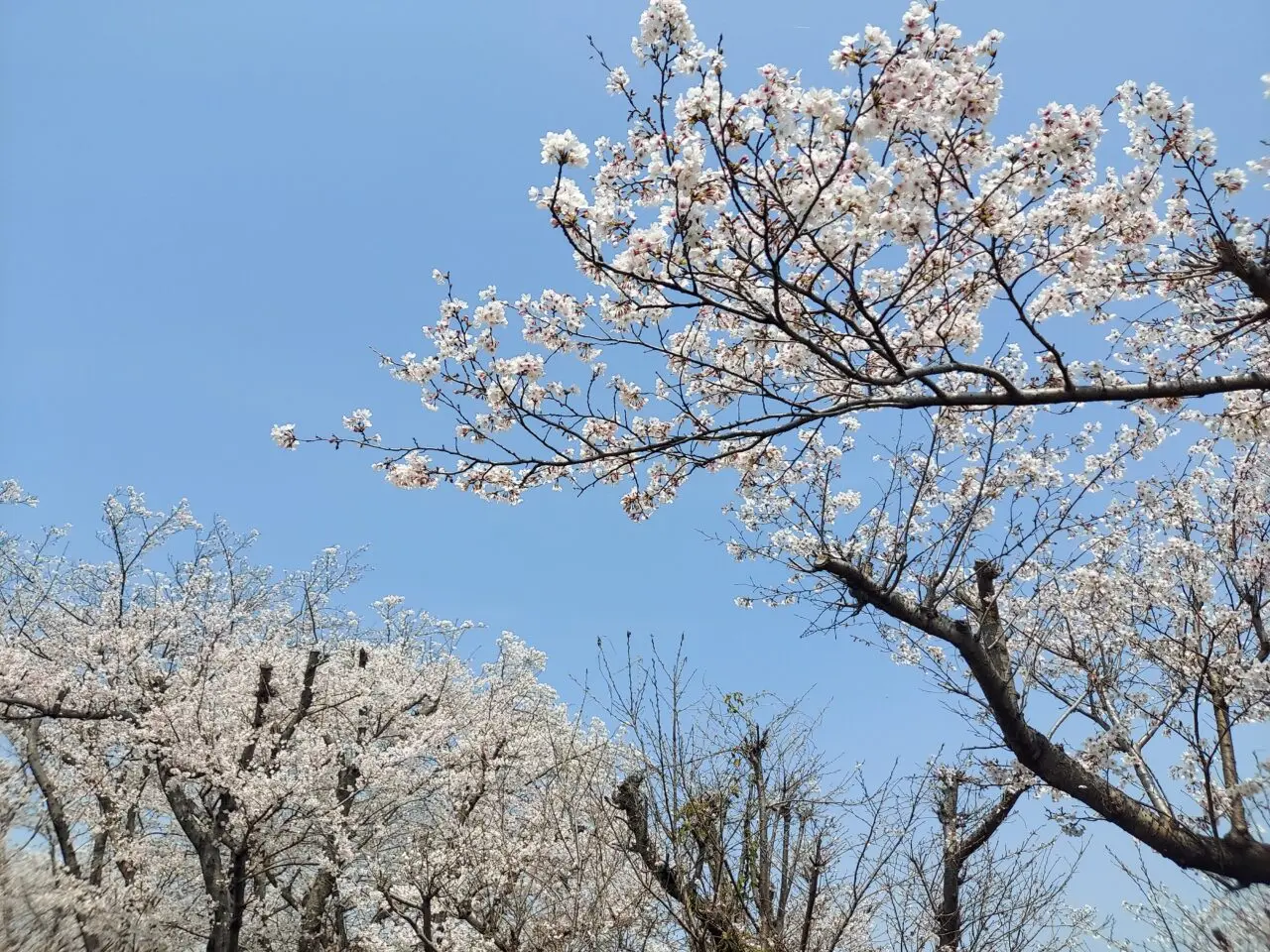 大島堤防さくら2026