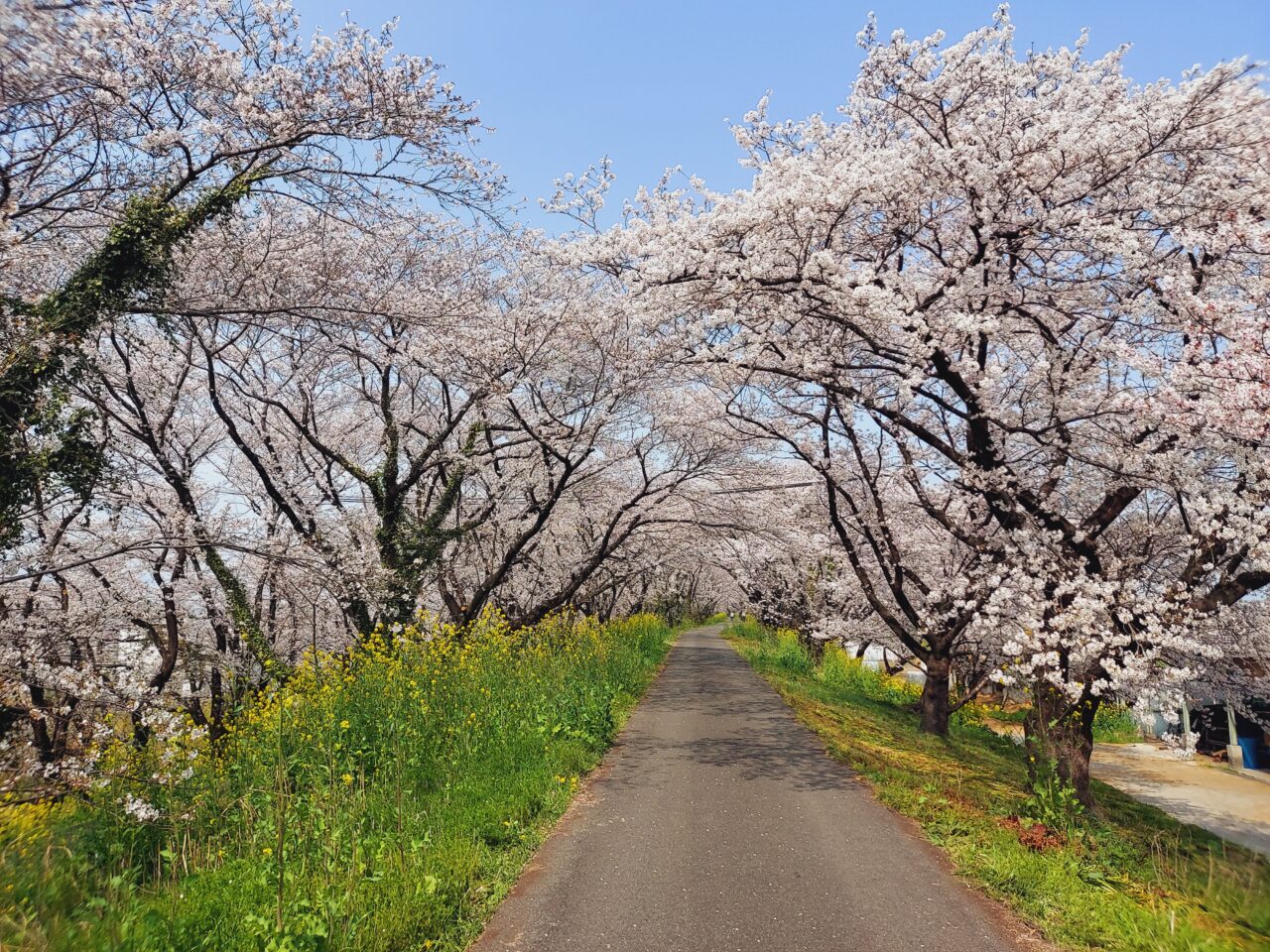 大島堤防さくら2026