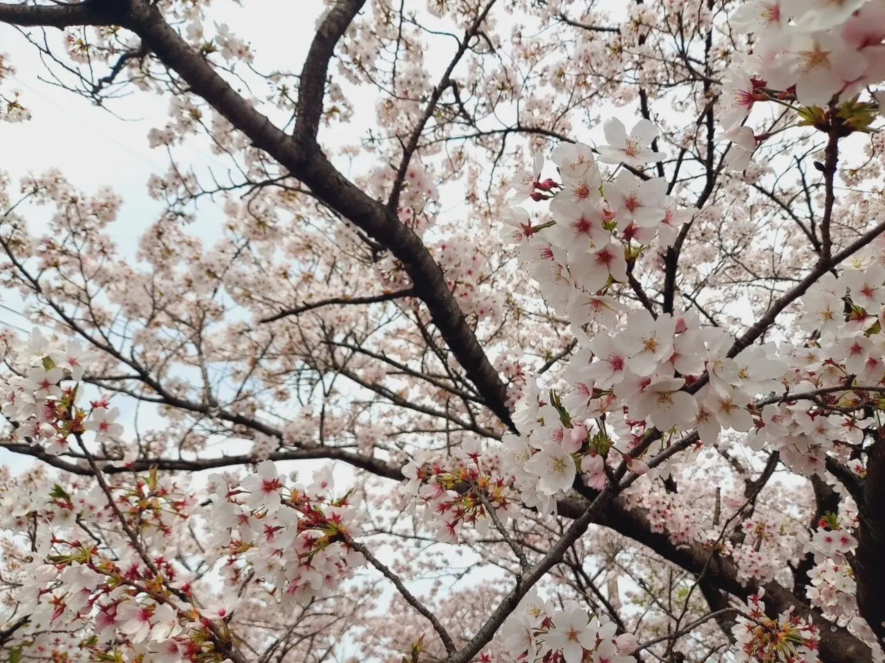 羽根谷だんだん公園