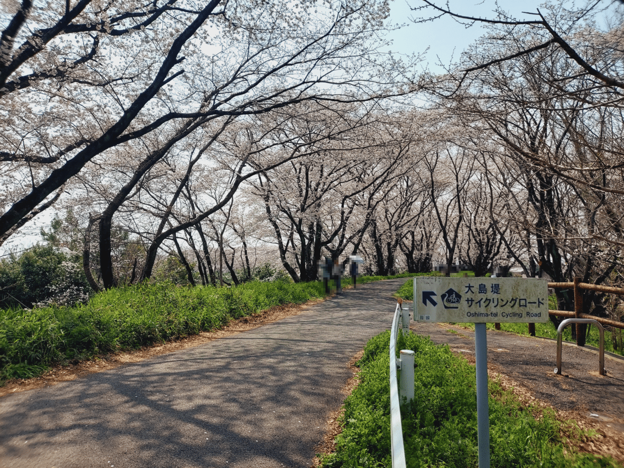 大島堤防さくら2026