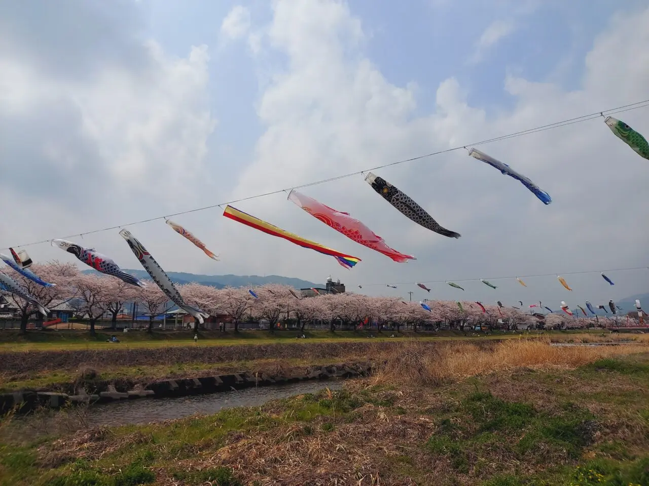 相川水辺公園相川こいのぼり2026