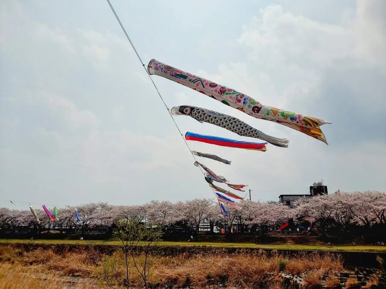 相川水辺公園相川こいのぼり2026