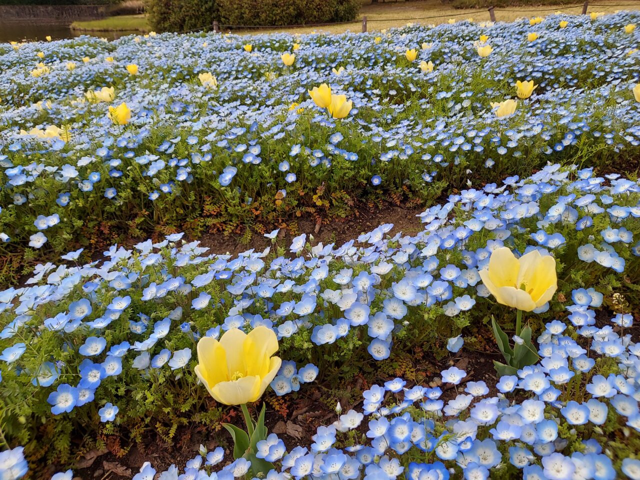 木曽三川公園センターチューリップ2026