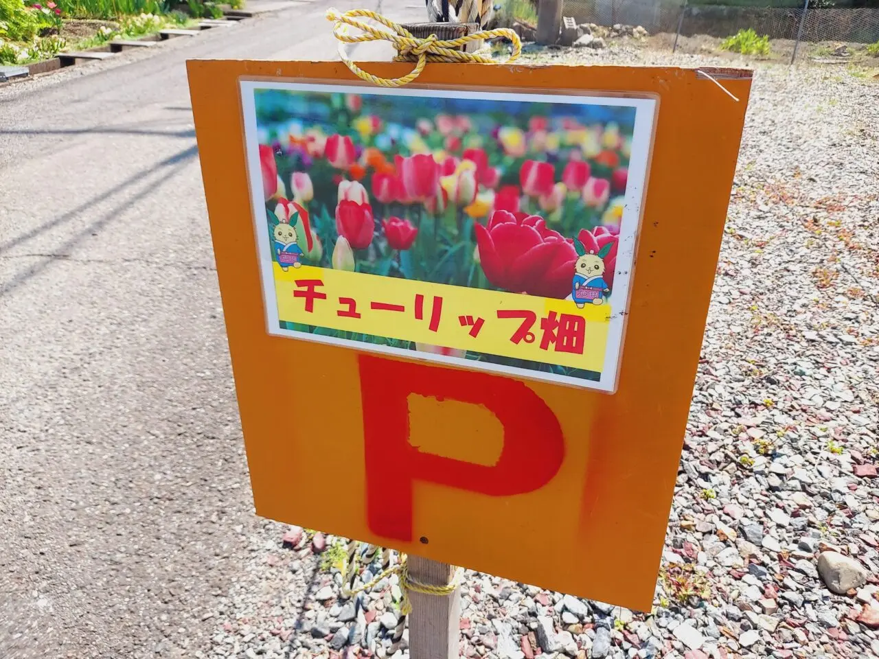 池田町チューリップ