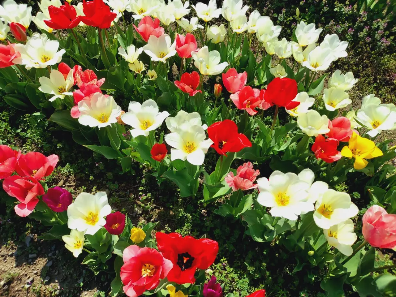 池田町チューリップ