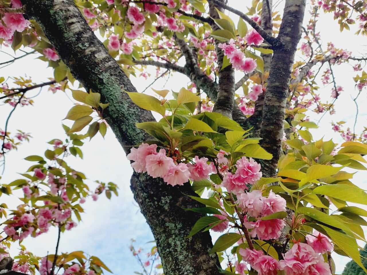 羽田谷だんだん公園こいのぼり