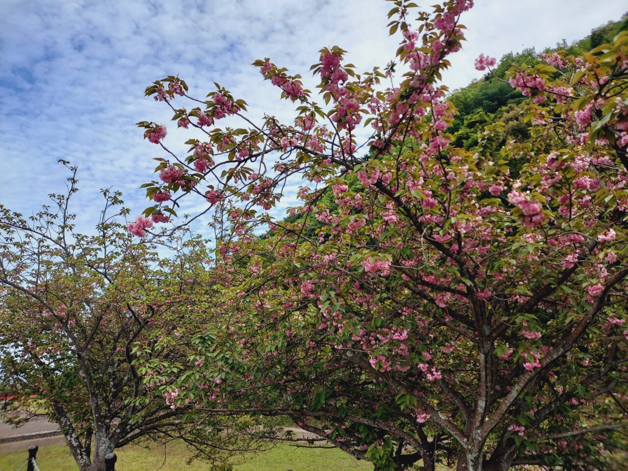 羽田谷だんだん公園こいのぼり