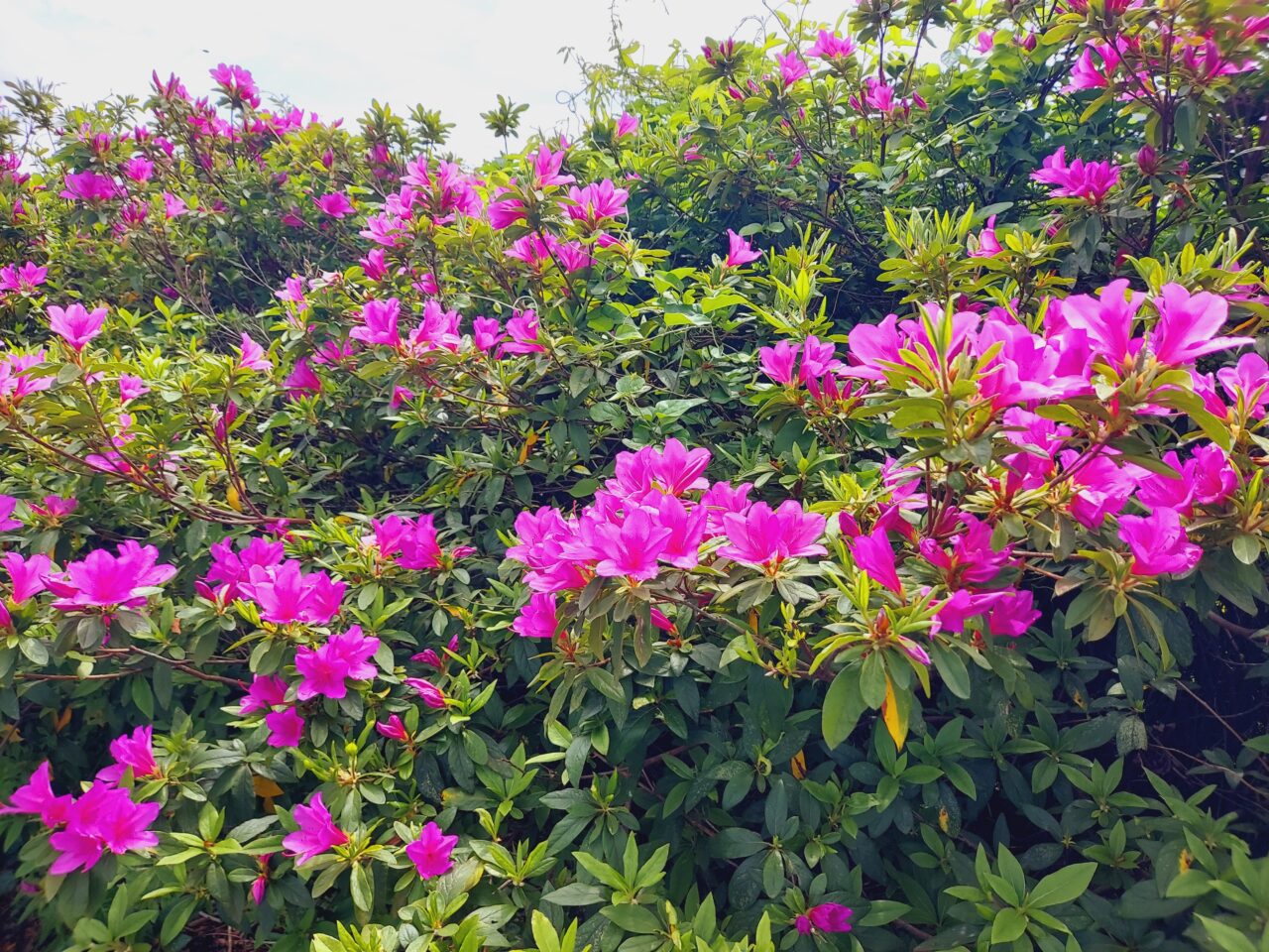 赤坂スポーツ公園藤棚