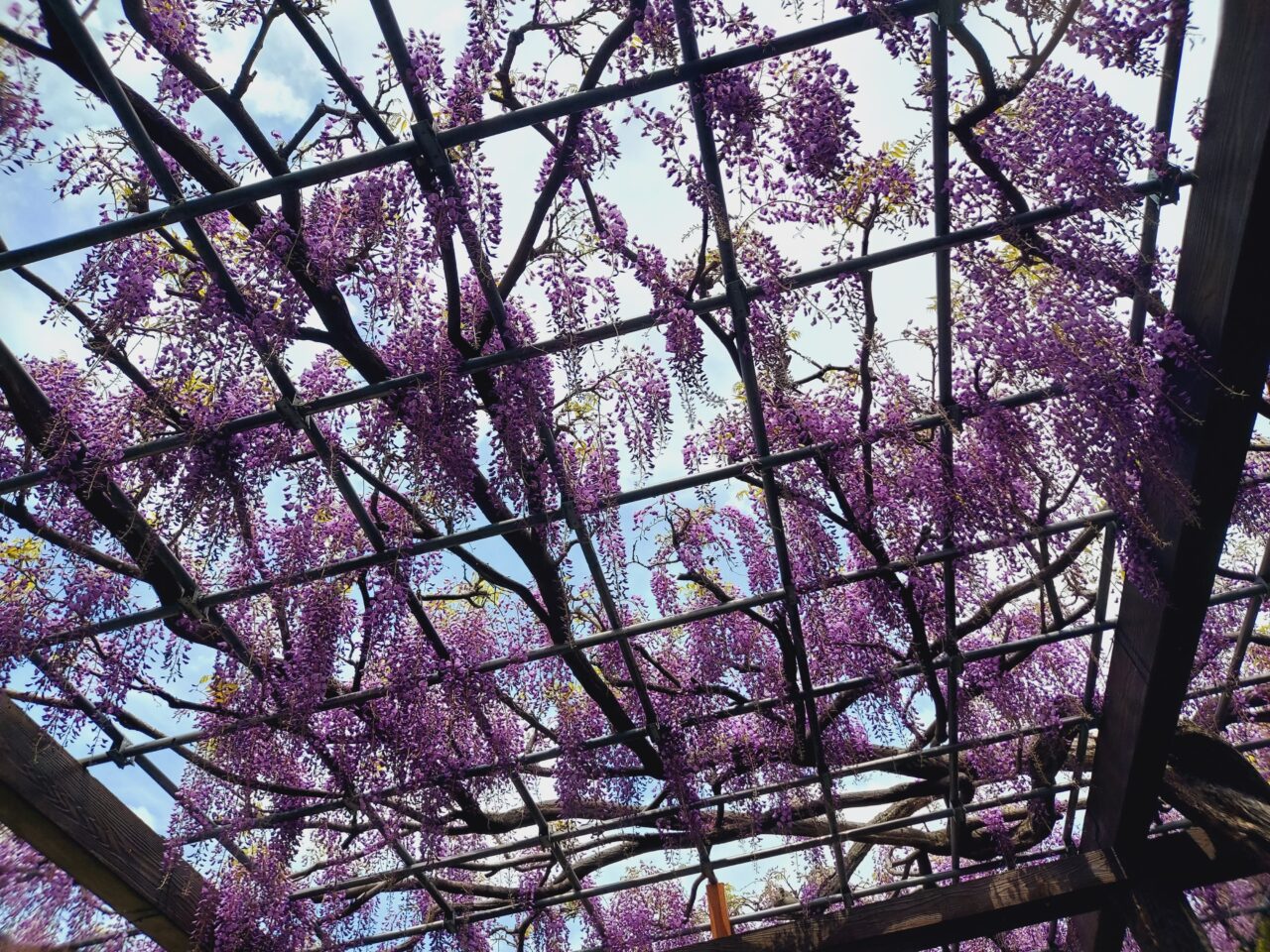 赤坂スポーツ公園藤棚