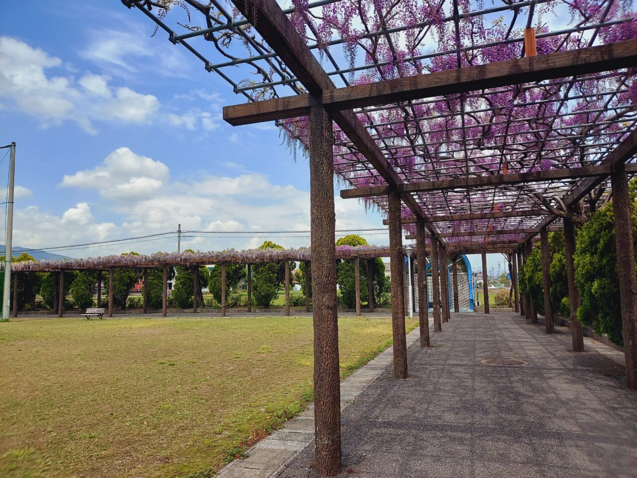 赤坂スポーツ公園藤棚