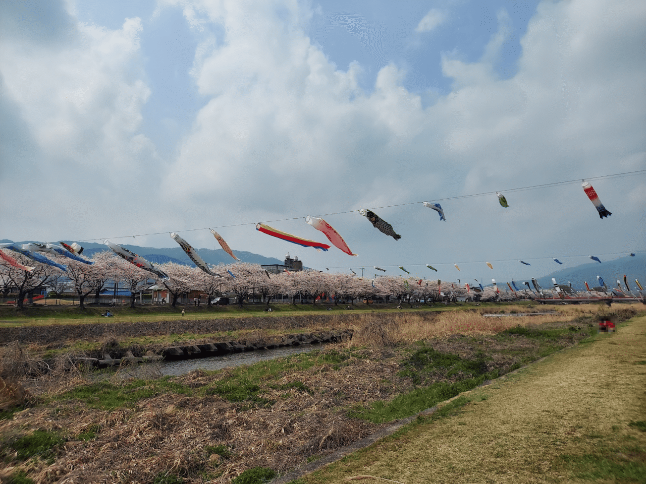 相川水辺公園相川こいのぼり2026