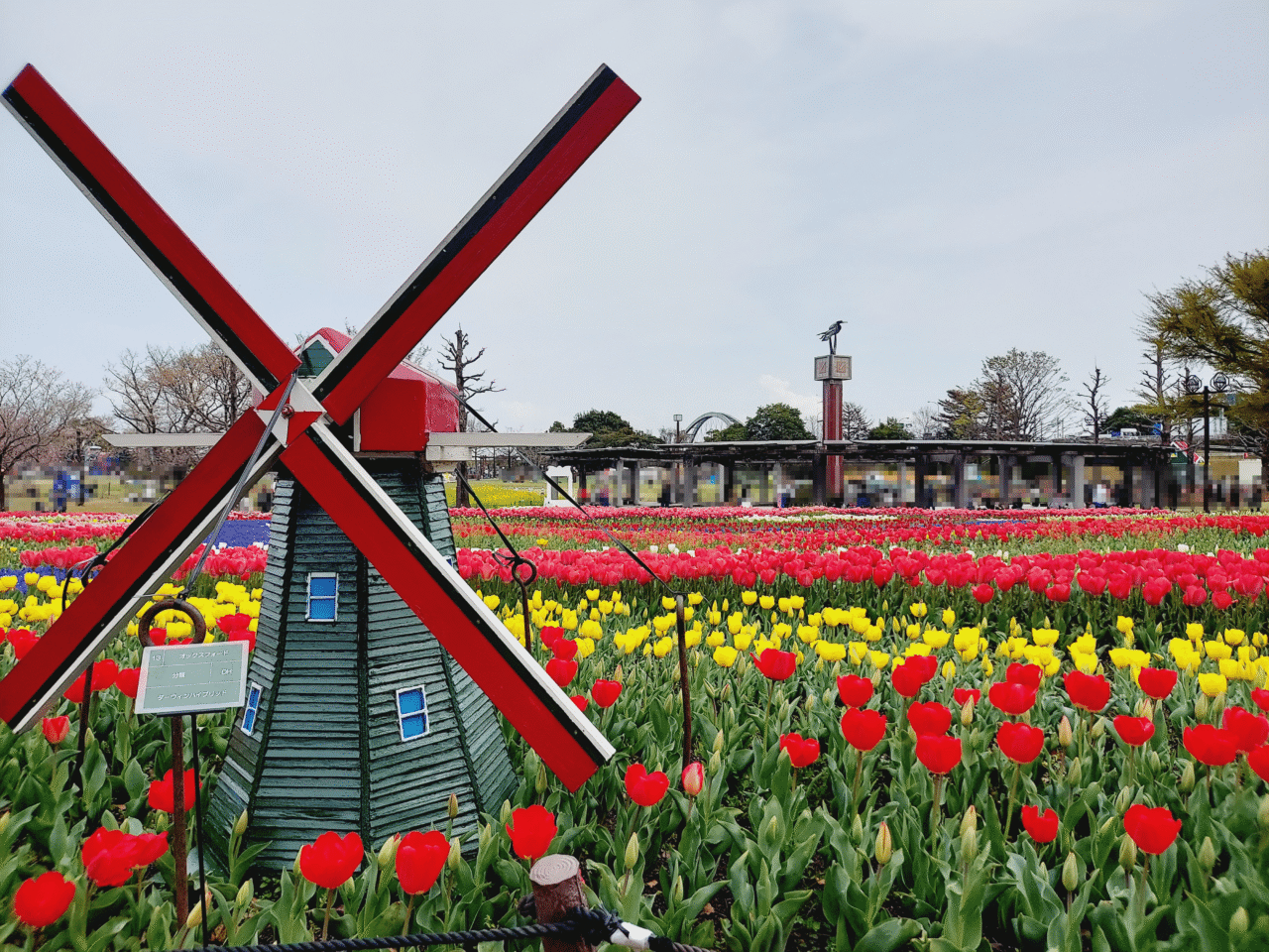 木曽三川公園センターチューリップ2026