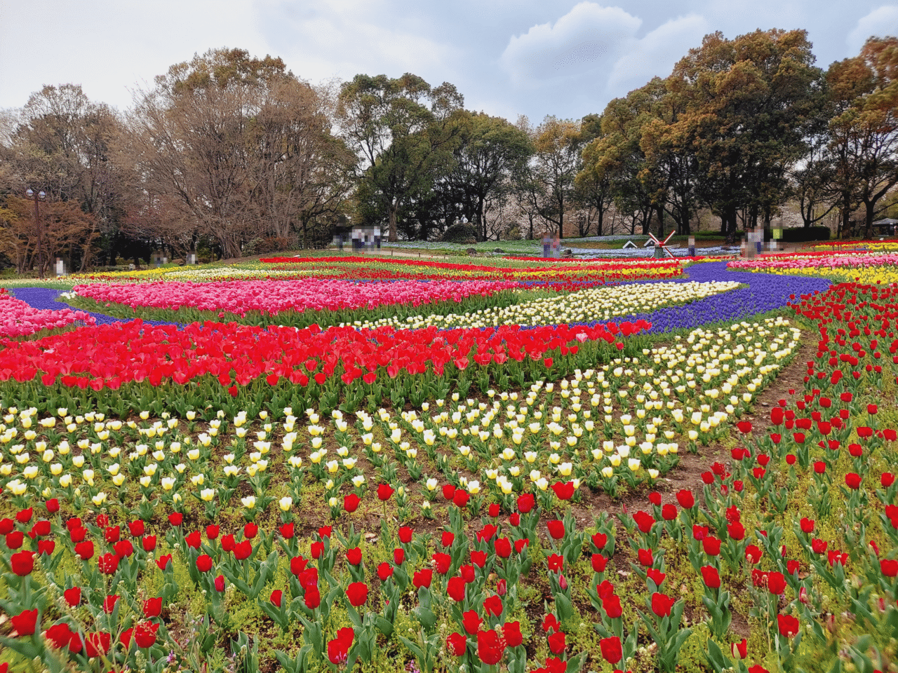 木曽三川公園センターチューリップ2026