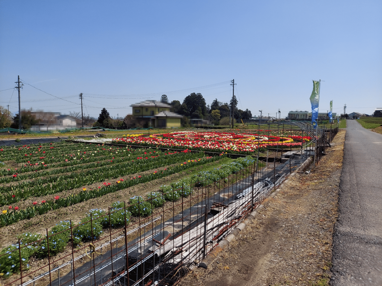 池田町チューリップ