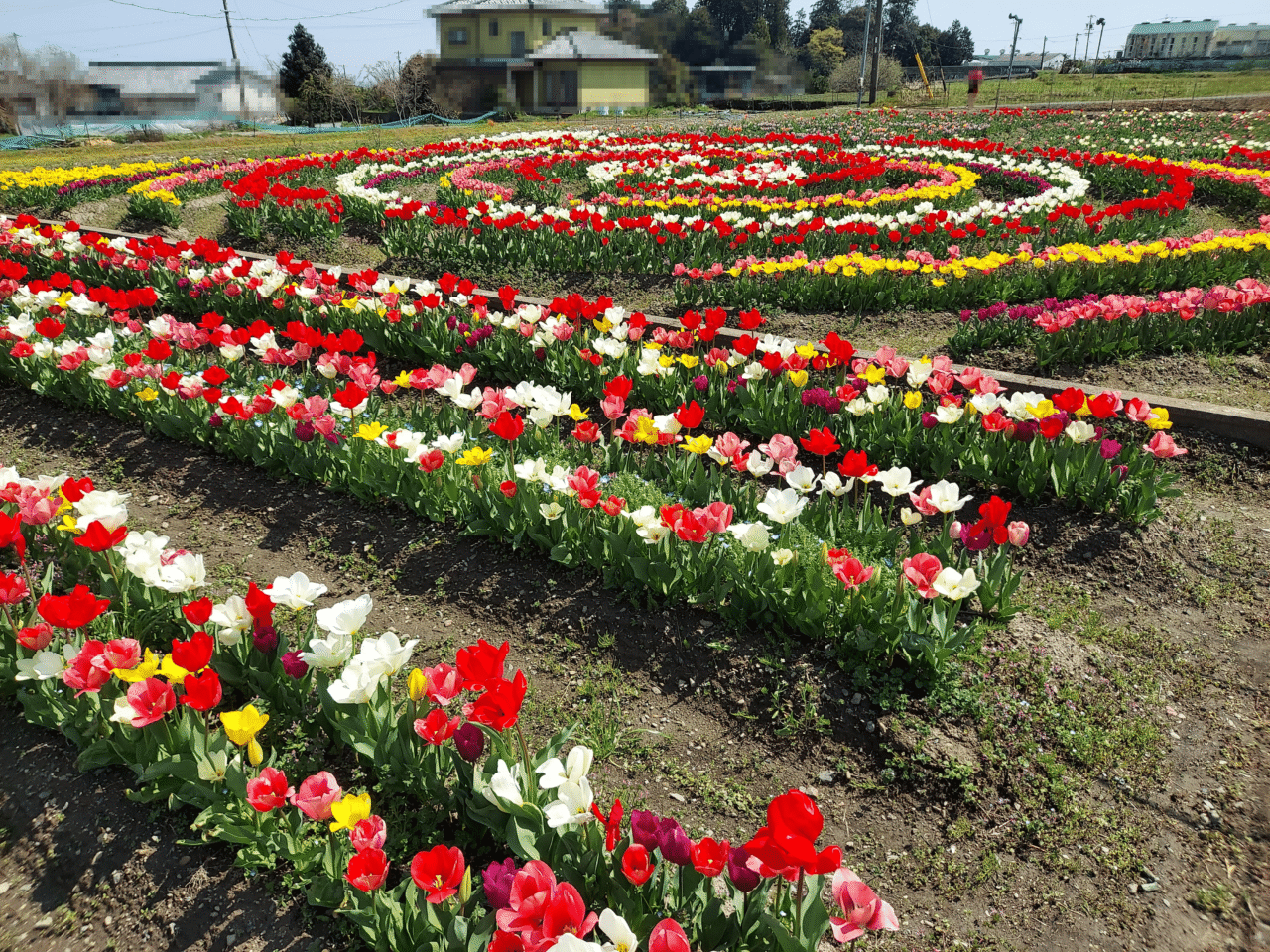 池田町チューリップ