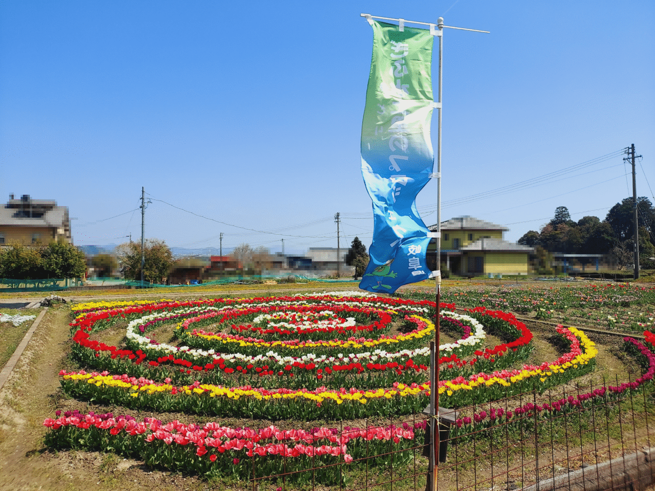 池田町チューリップ
