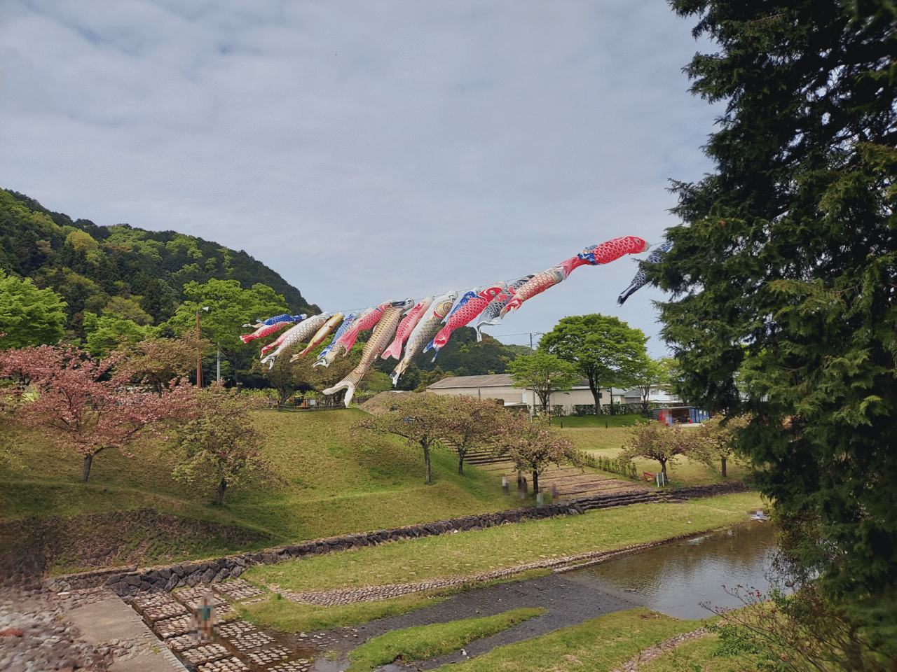 羽田谷だんだん公園こいのぼり