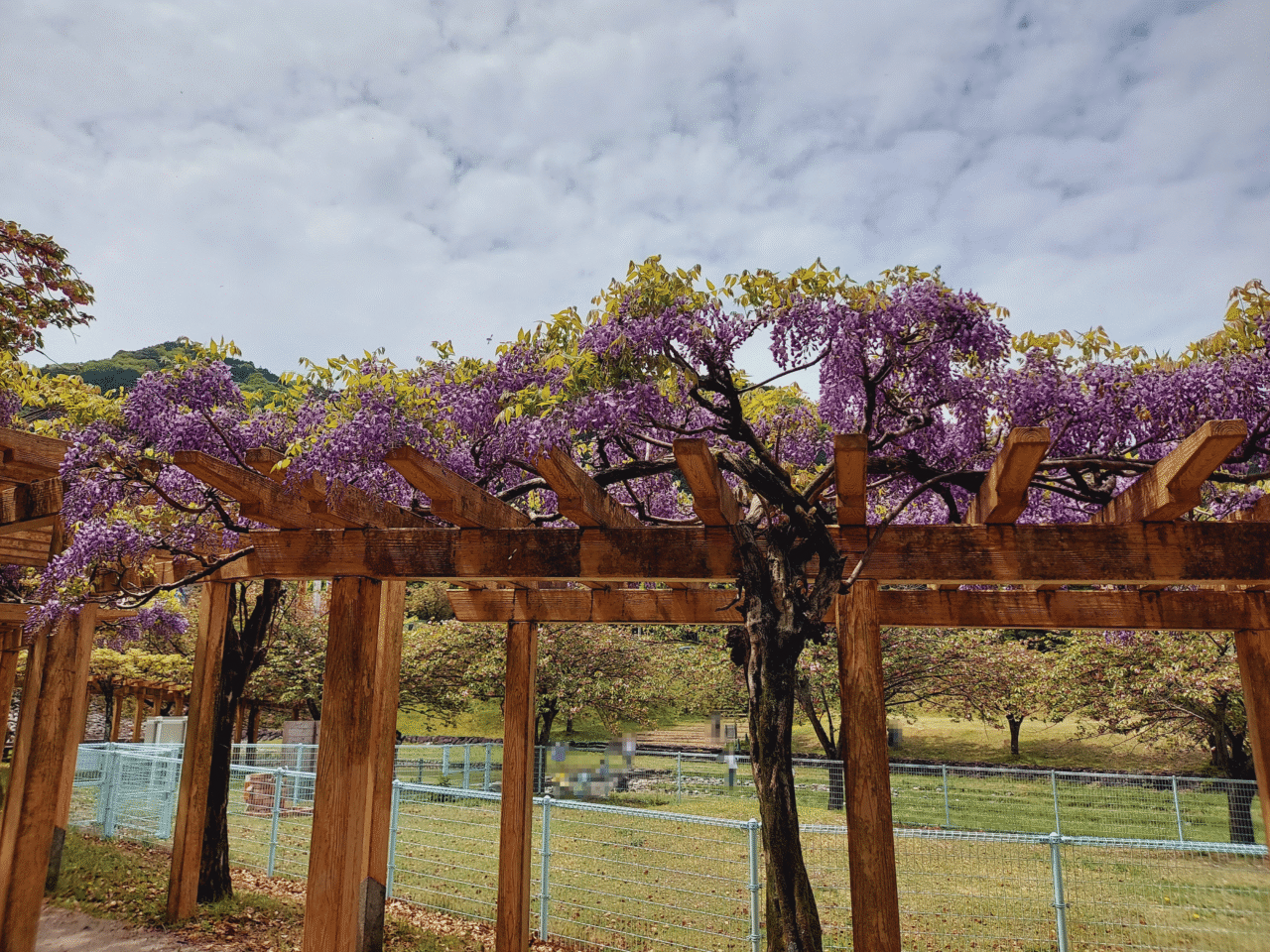 羽田谷だんだん公園こいのぼり